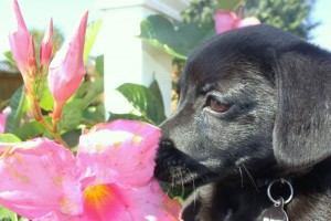 Dog with flower