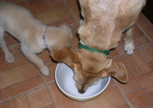 Dogs eating from bowl