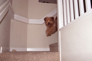 Dog Running Down Stairs