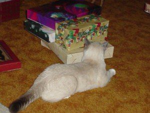 Cat with Christmas Gifts