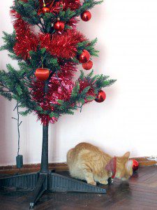 cat under Christmas tree
