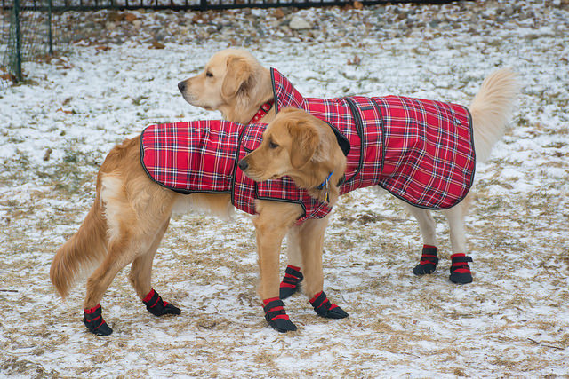 Dogs Dressed In Winter Gear